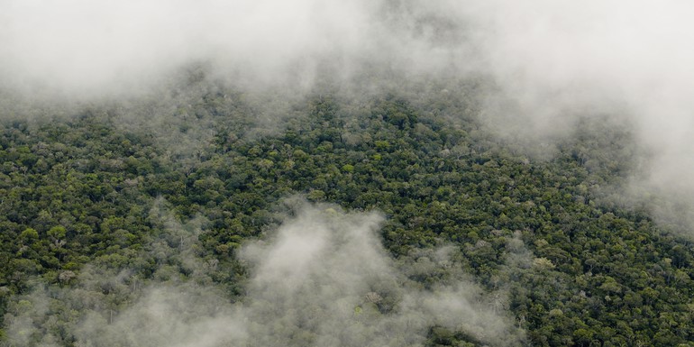Amazon forest 3 Neil Palmer CIAT.jpg