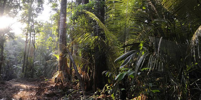 Guyana forest GRIF photo.jpg