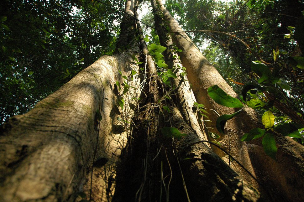 Indonesia tree KLD photo.jpg