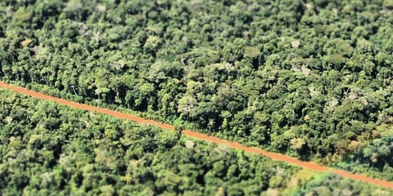 Amazon-forest CIFOR.jpg