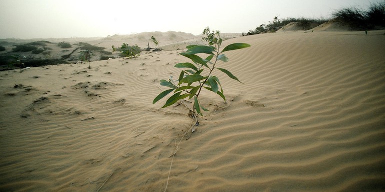 Desert plant for NDB UN photo John Isaac.jpg