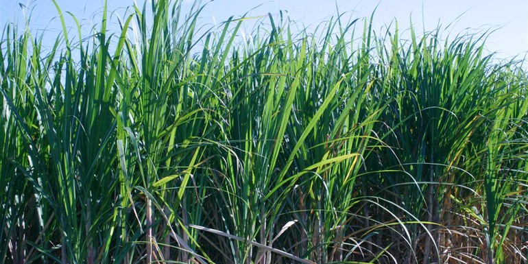 sugarcane4 (Large).jpg